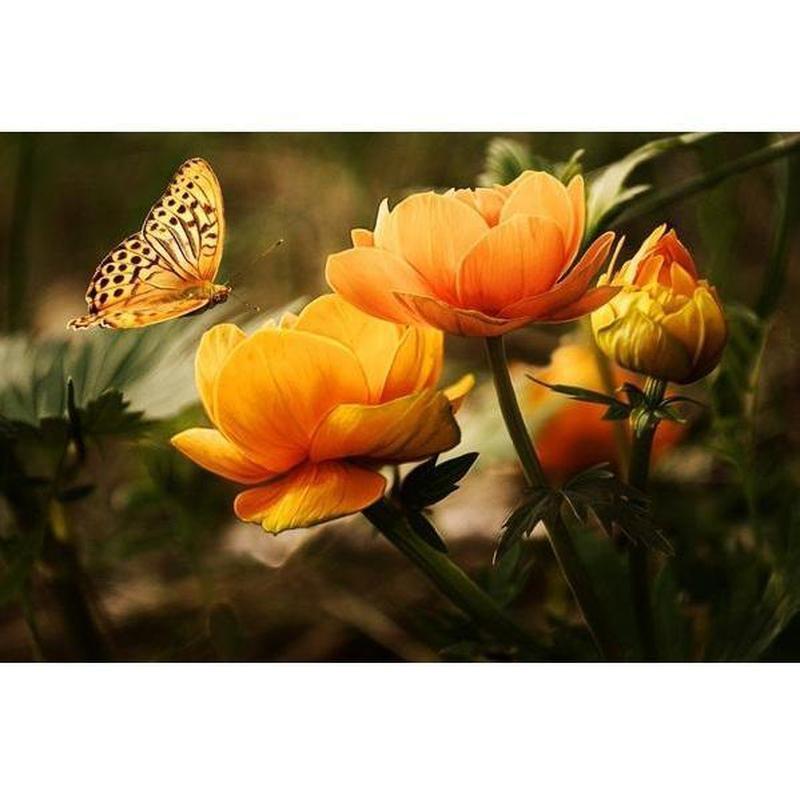 Oranje bloemen met vlinder Diamond painting | Eigen foto | Dieren | Kopen | Dikke dames | Action | Nederland | Steentjes | Diamant | Diamond Painting Expert