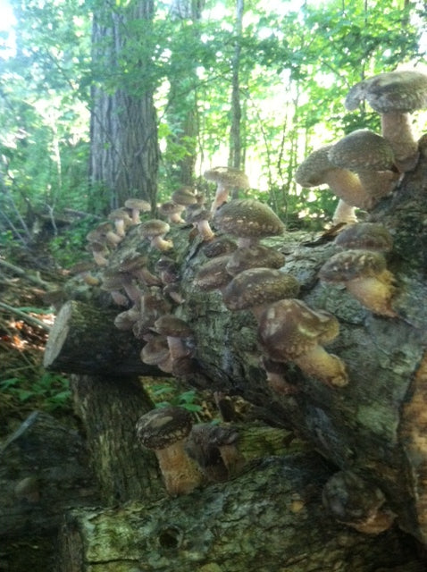 buy wild mushrooms nyc chelsea