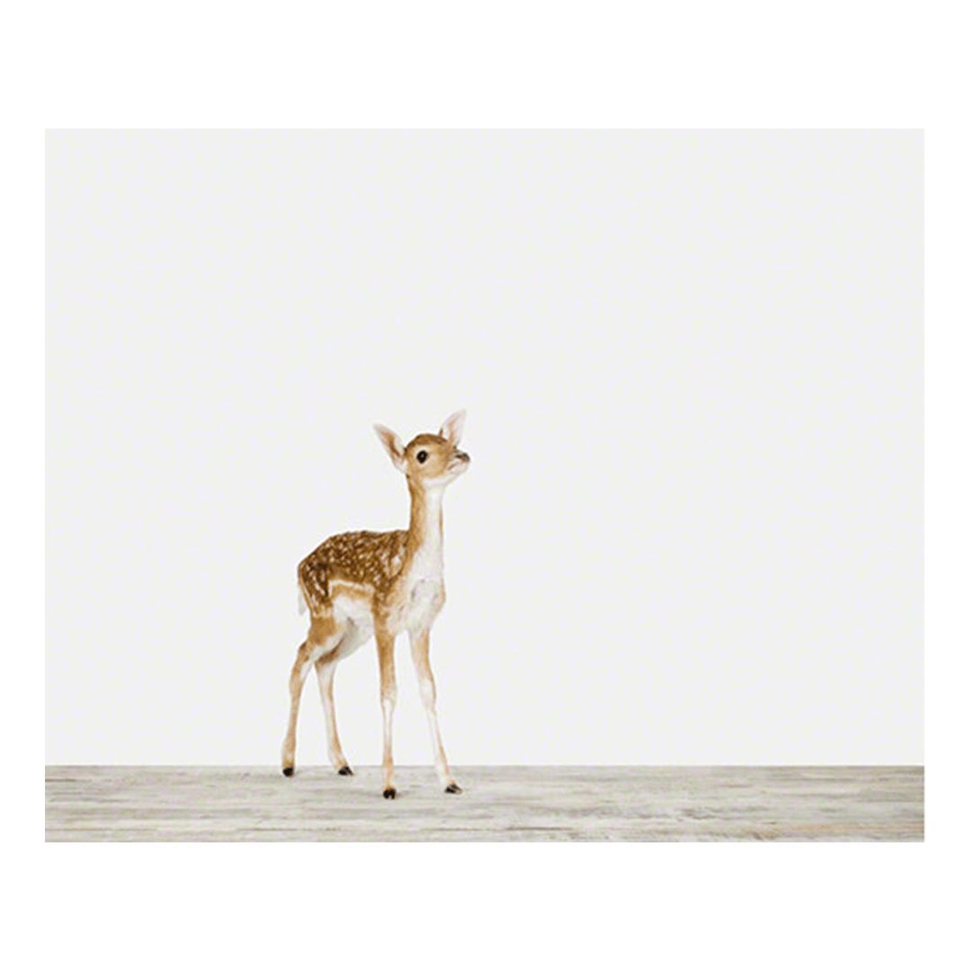 Baby Deer Print - 11" X 17"