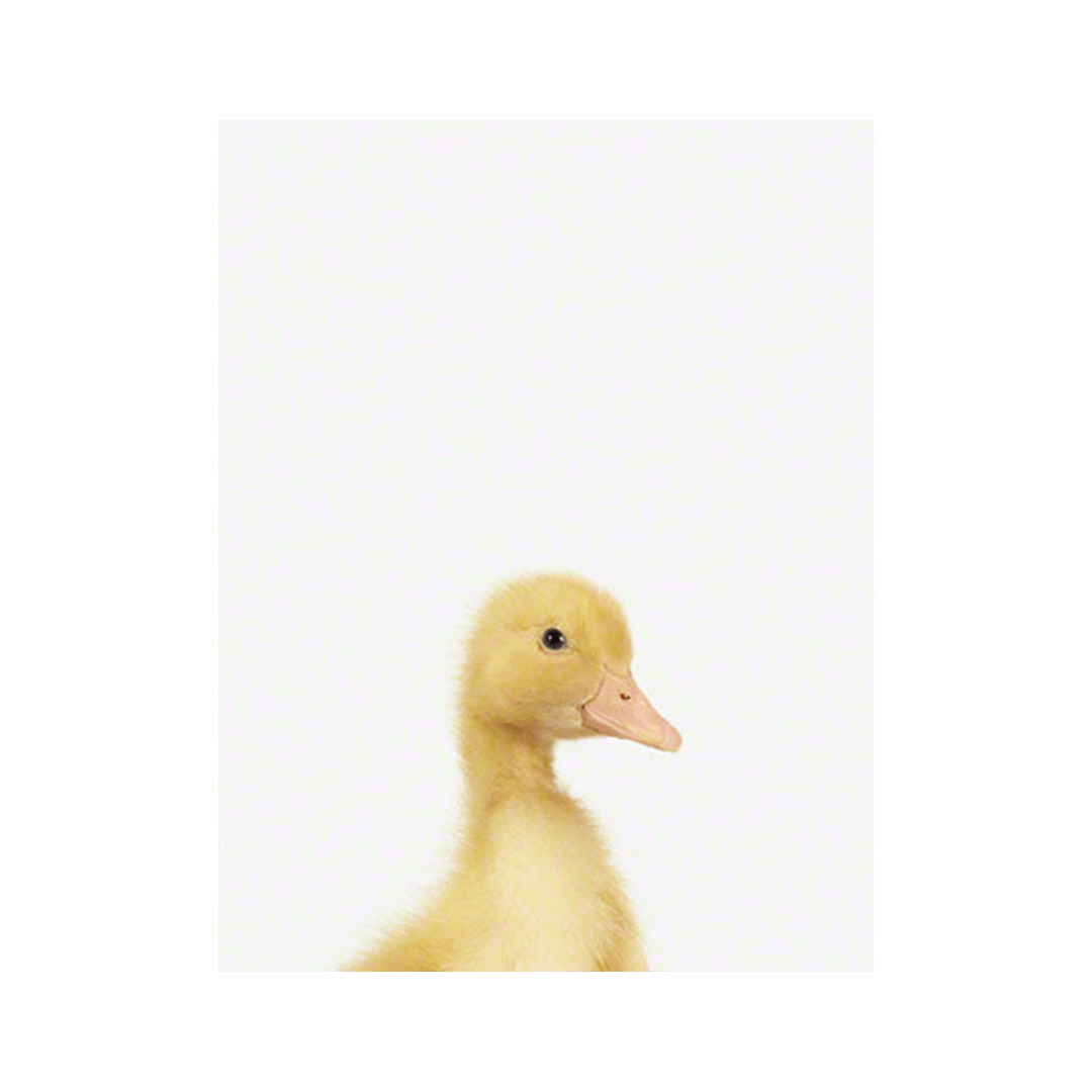 Duckling Little Darling Print - 11" X 17"