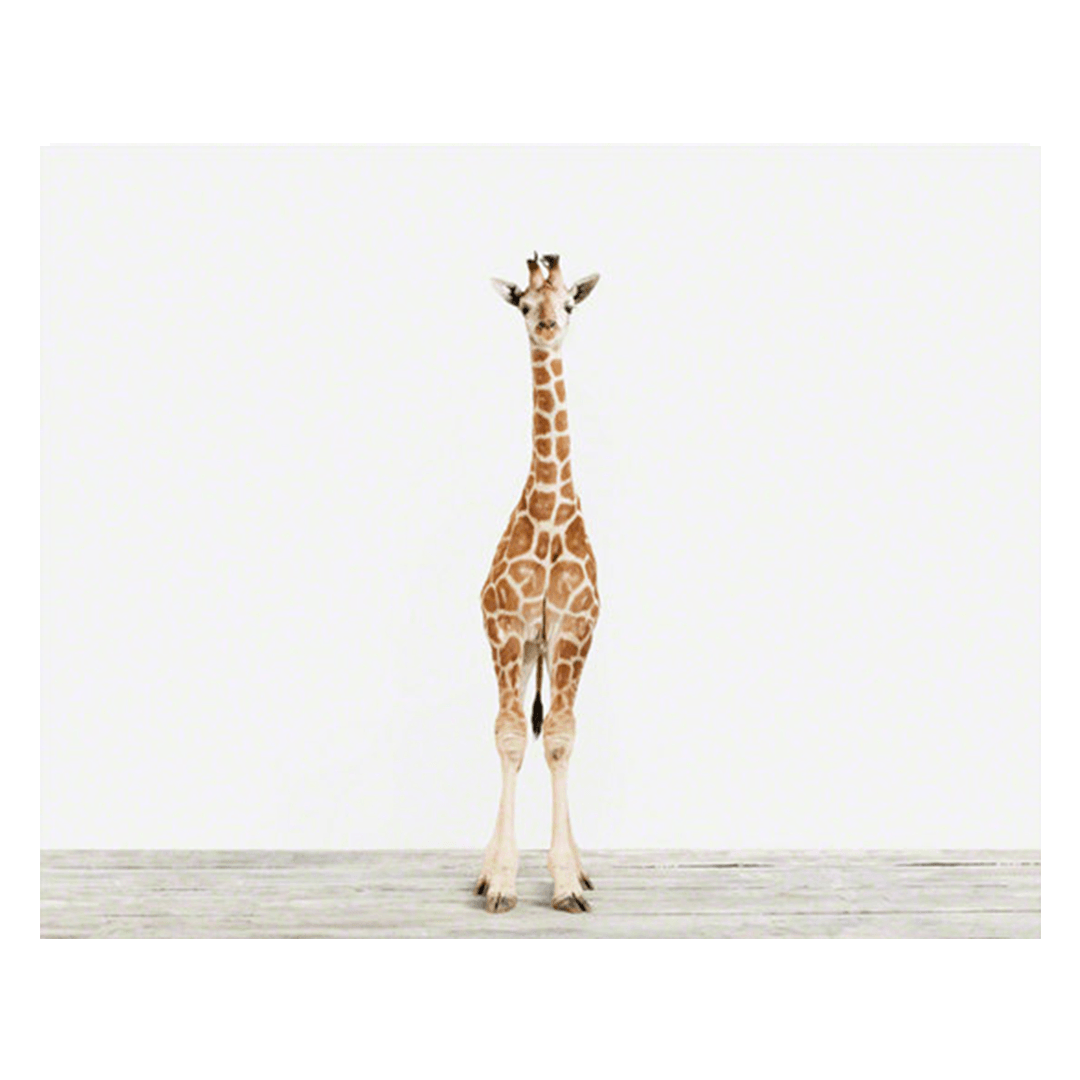 Baby Giraffe Print - 11" X 17"