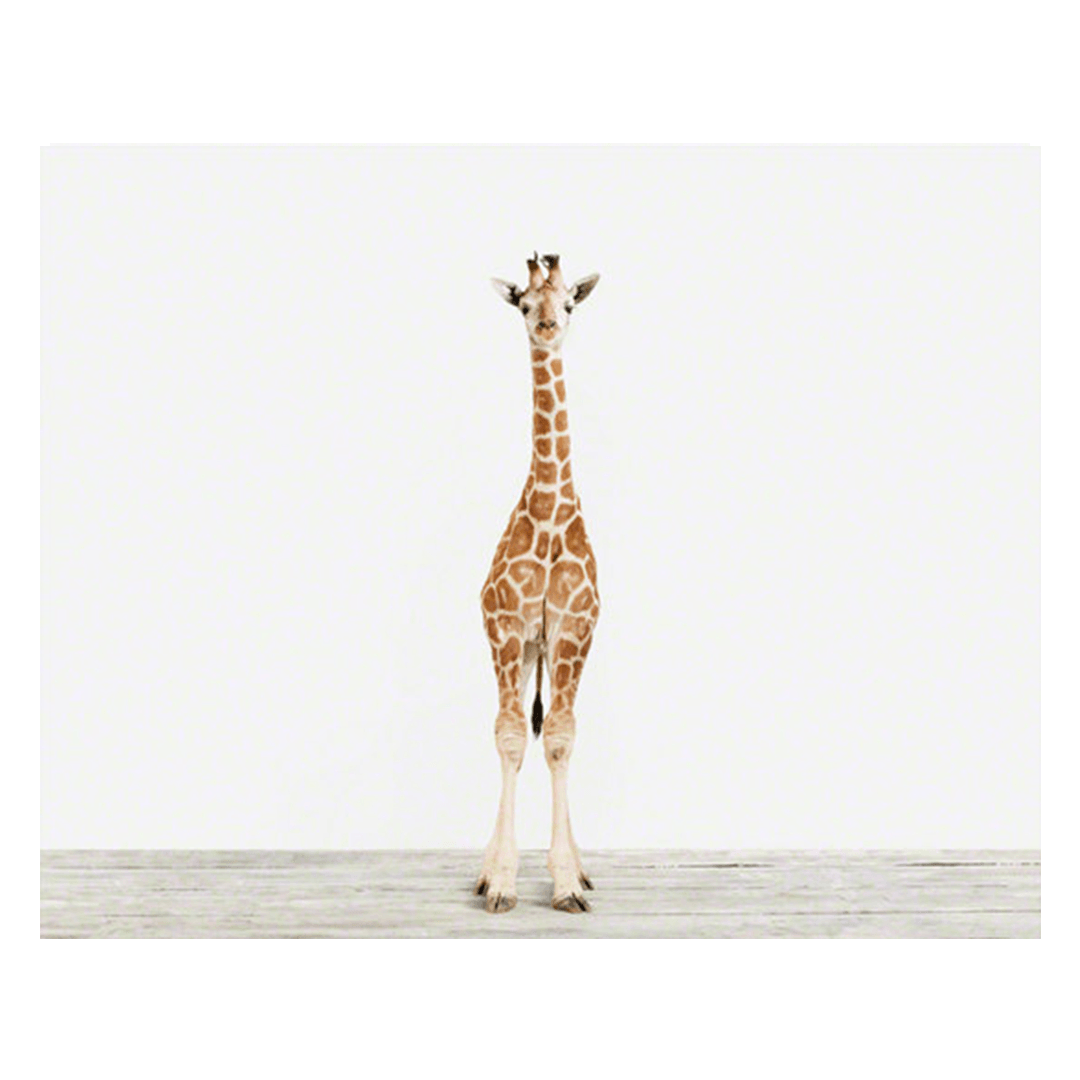 Baby Giraffe Print Project Nursery