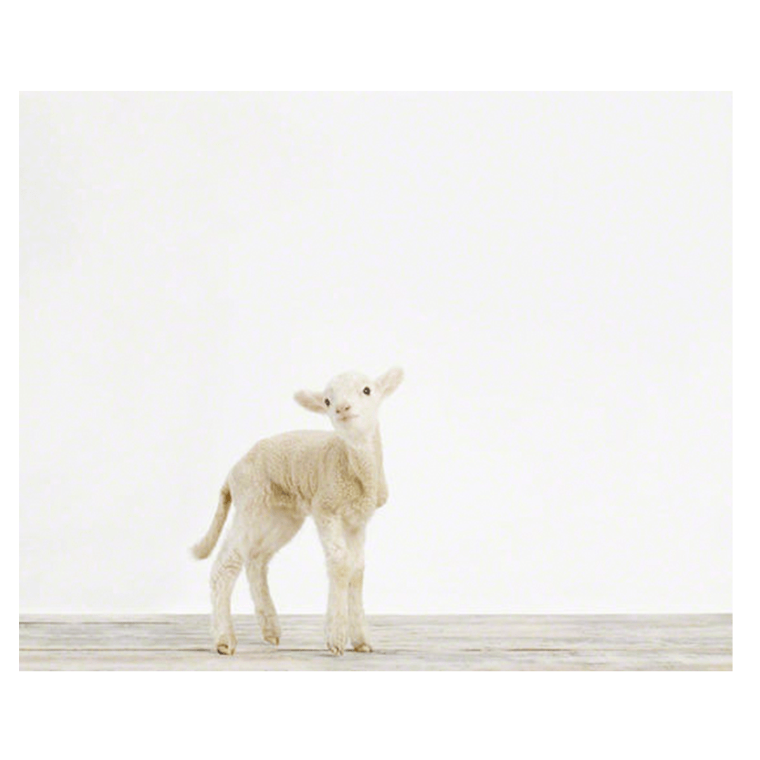 Lamb Print - 8.5" X 11"