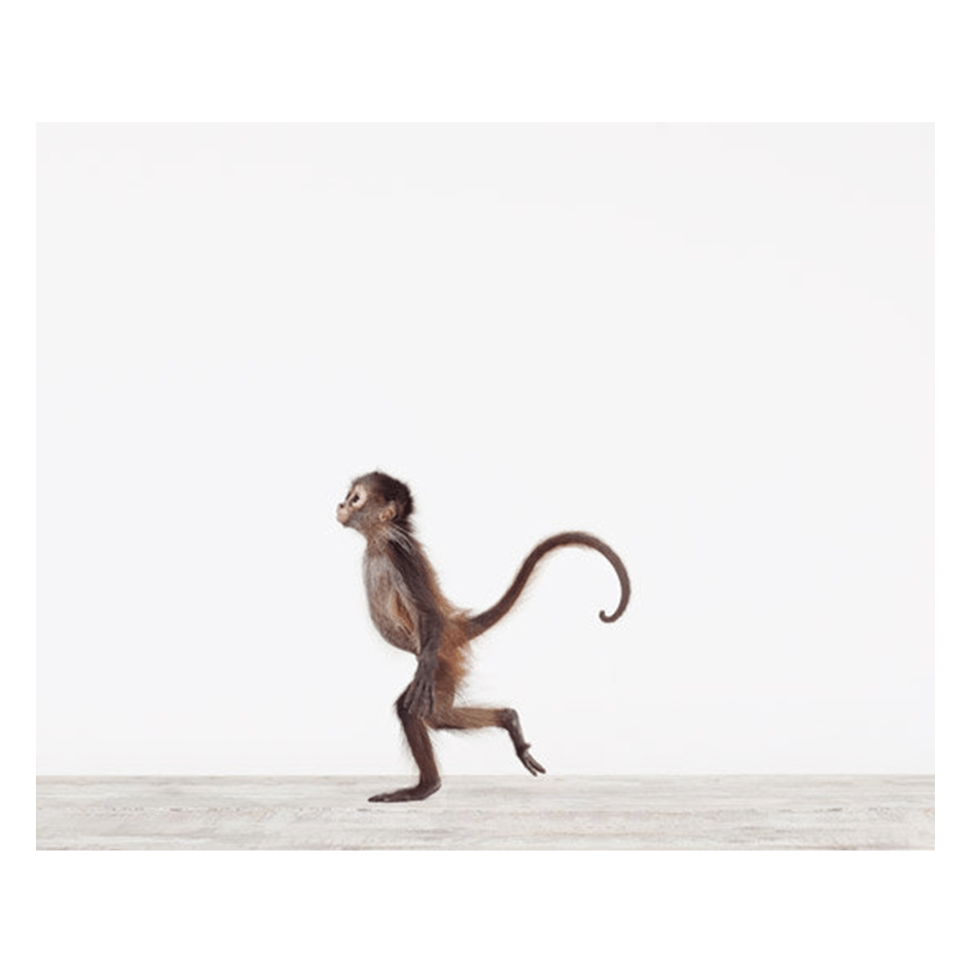 Baby Monkey Print - 8.5" X 11"