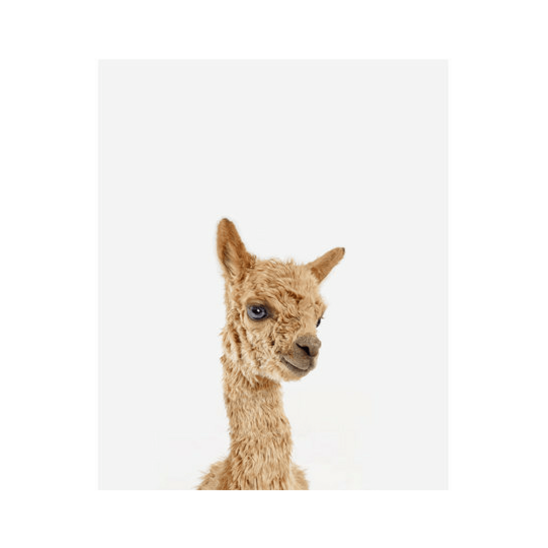 Baby Alpaca Little Darling Print - 11" X 17"