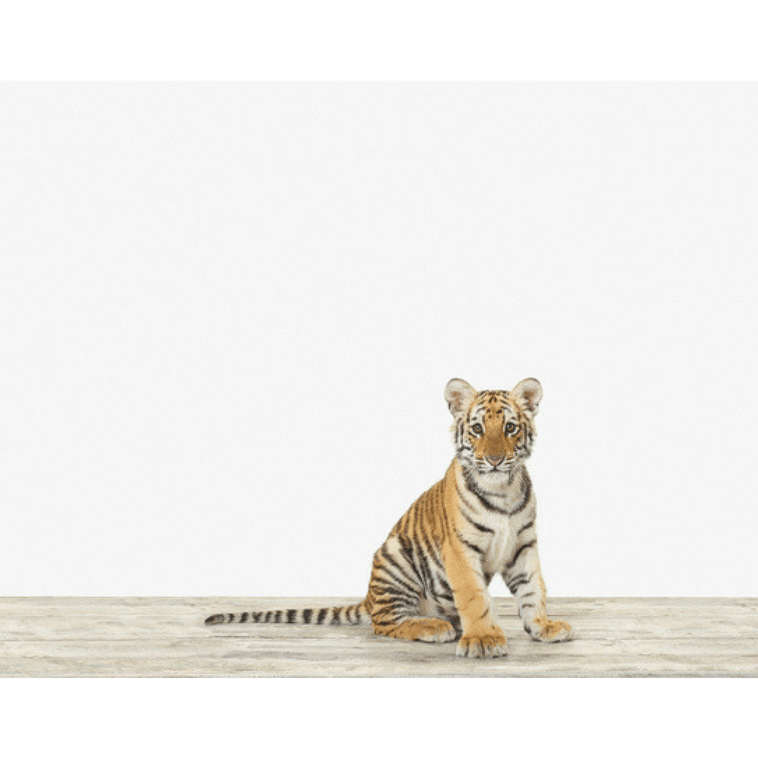 Baby Bengal Tiger Print - 8.5" X 11"