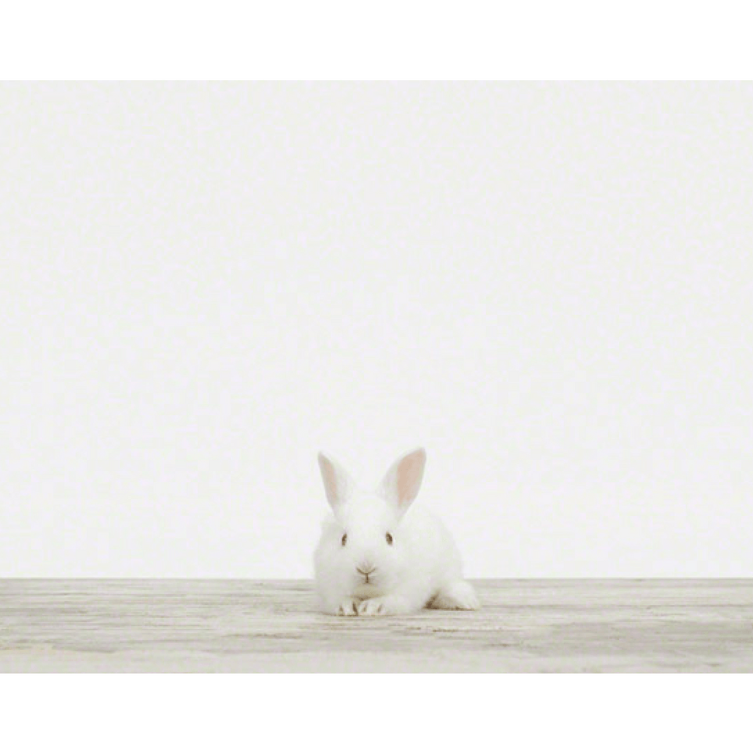 Baby Bunny No. 1 Print - 8.5" X 11"