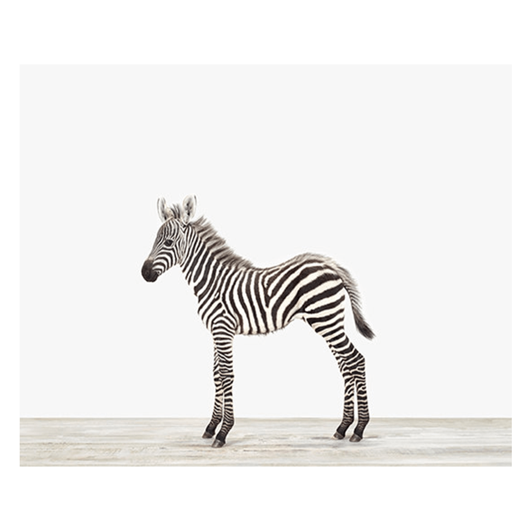 Baby Zebra Print - 11" X 17"