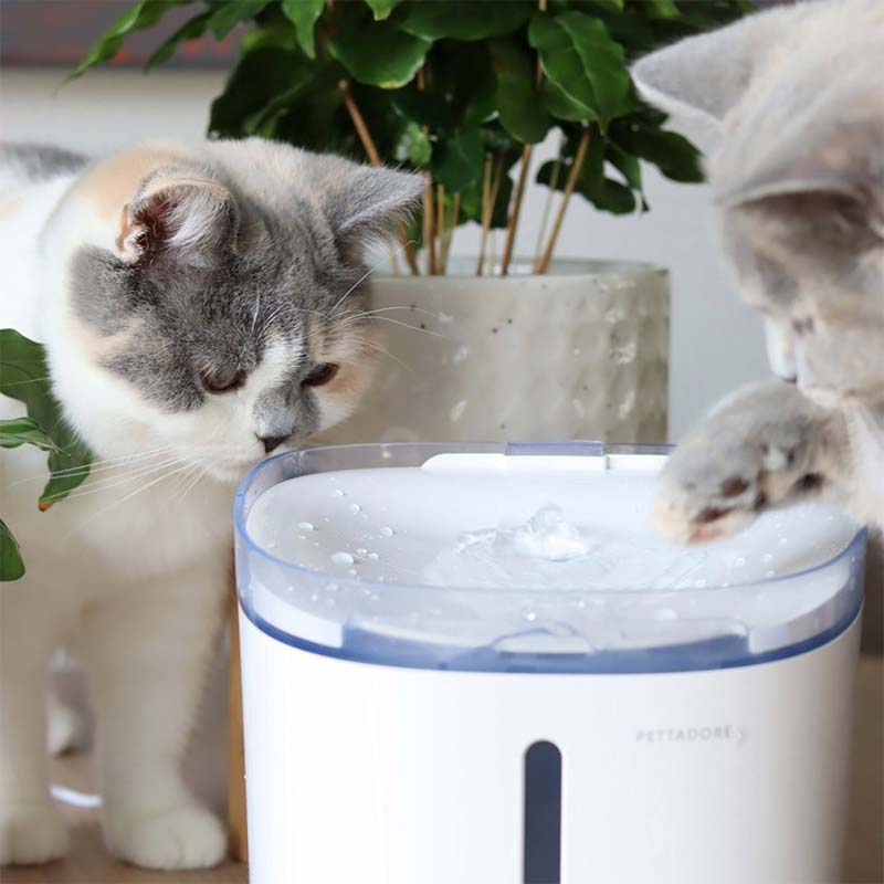 Intentie afgewerkt kofferbak Pettadore Hydrate Compact Drinkfontein voor Katten (Smart met App) |  Pettadore