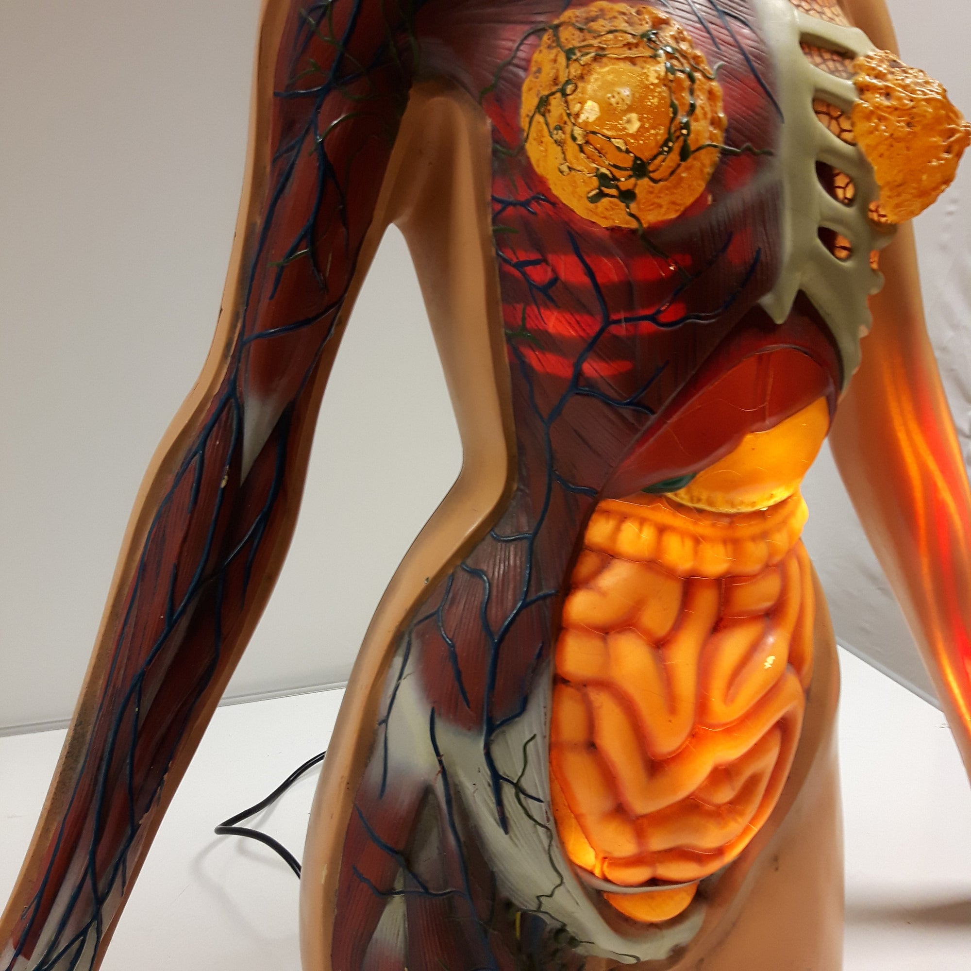 Anatomical Mannequin - Home Alchemy