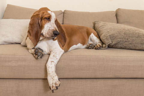 Brown and white basset hound puppy lying on sofa.