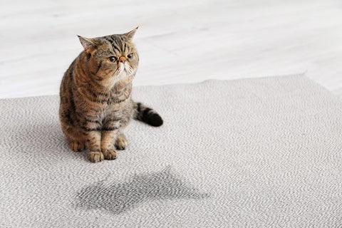 Calico cat sitting next to urine on white carpet.