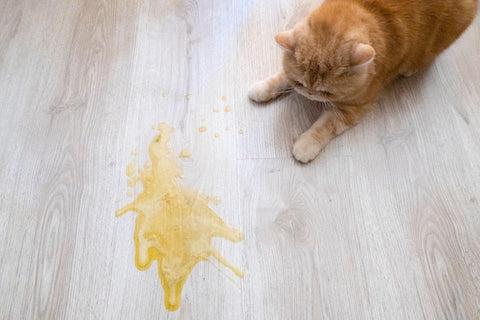 Cat urine and orange cat on wooden floor.