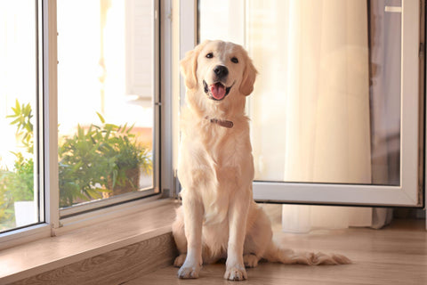 Cute dog near open window at home