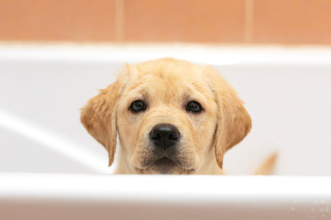 Cute puppy posing in bathtub, waiting to get washed.