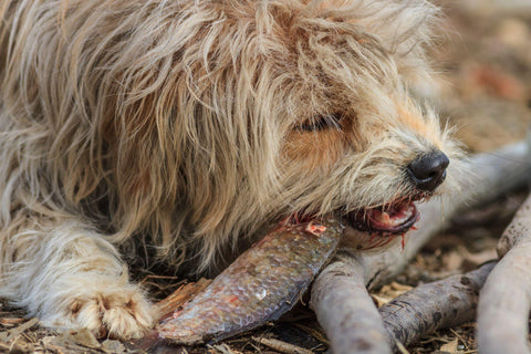 dog eating a fish