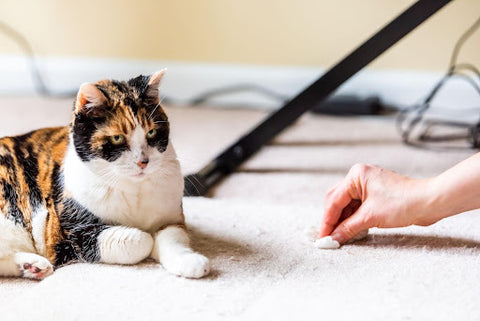 Hand cleaning cat urine off carpet with cat lying next to it.