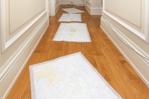 Several puppy diapers on the wooden floor of the apartment