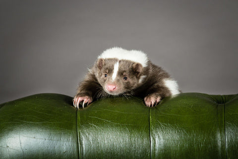 Skunk Looking over the back on a green chair