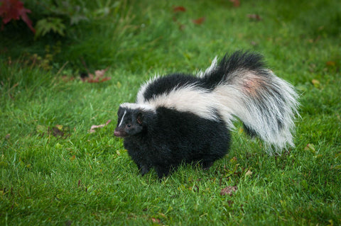 Striped Skunk