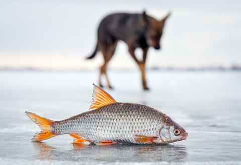 The hungry dog and fresh fish roach on the ice