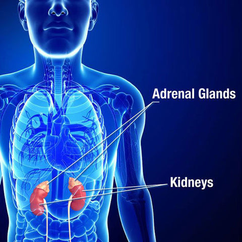 adrenal glands body stress