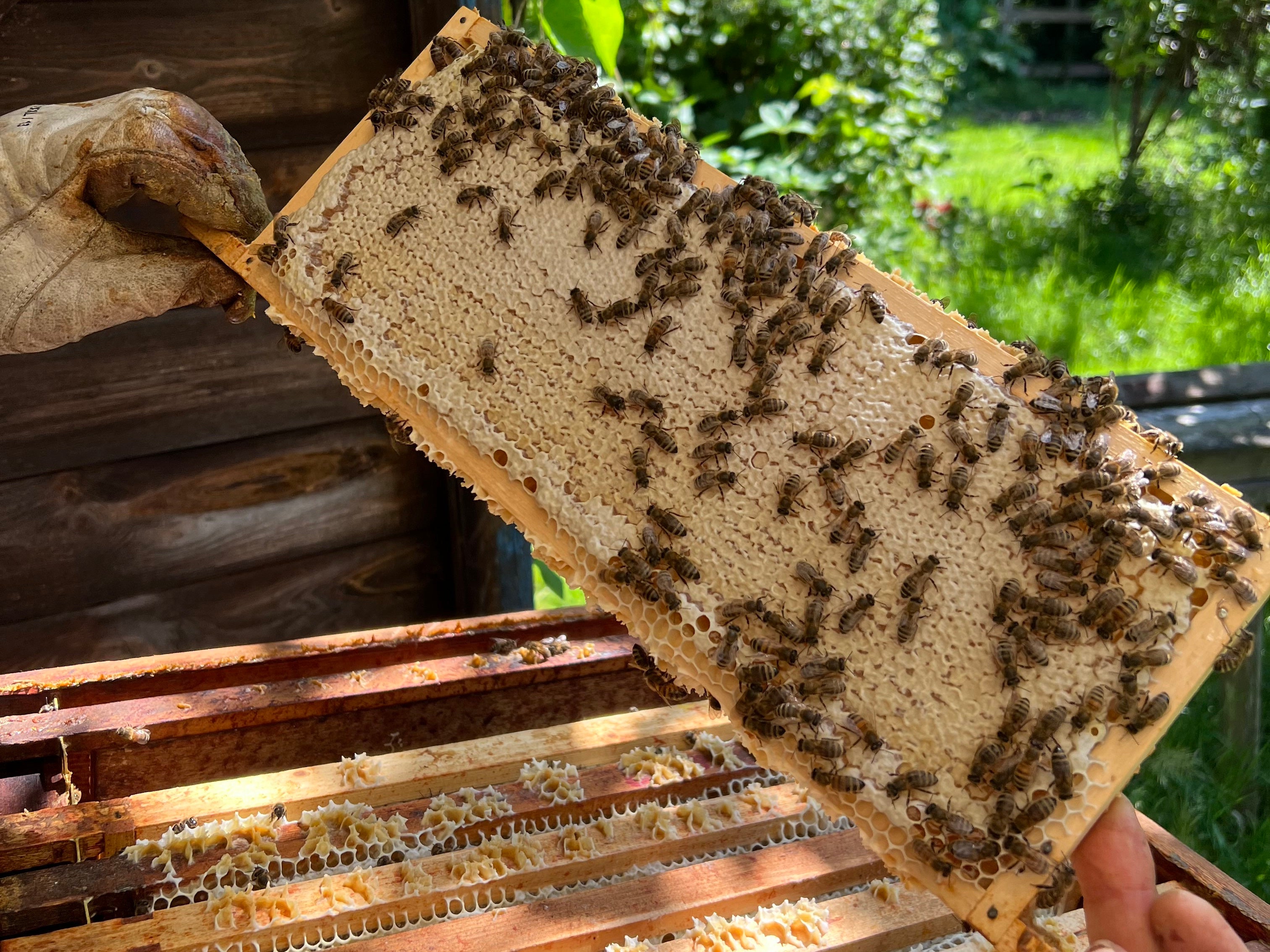 Bee Garden in Spring