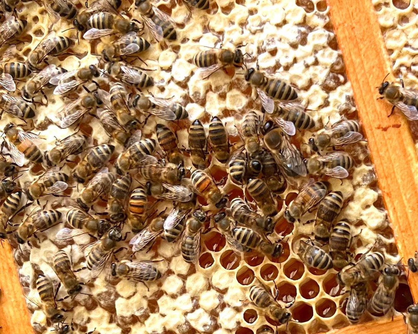 Gisou Bee Learning: the basics of beekeeping & honey bees