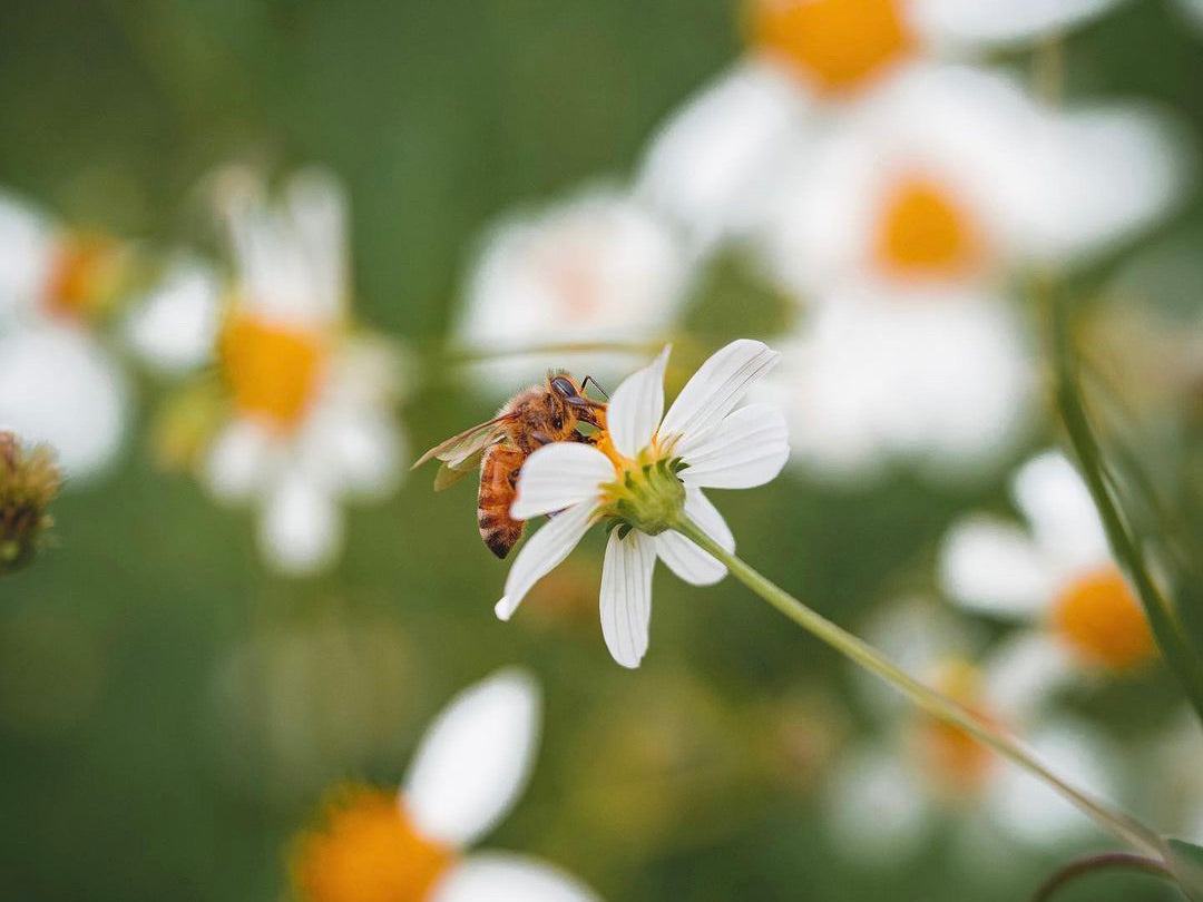 Female Beekeepers - @hannahshoneycomb