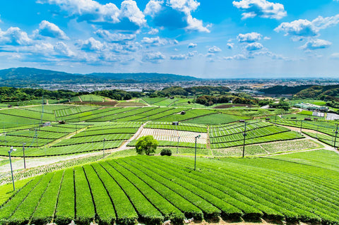 9KOSティーのもととなる、日本・九州が誇る日本茶の産地「八女」