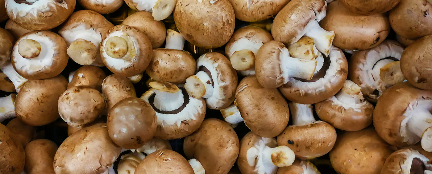 What Are the Best Mushrooms for Immunity? article banner