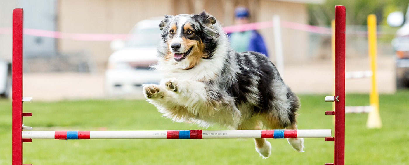 Entering Your Dog in Agility Competitions article banner