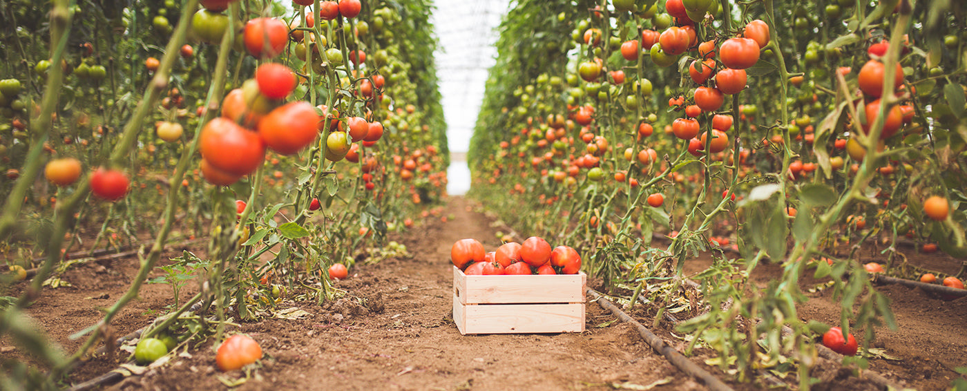 5 Tips for Perfect Tomatoes article banner