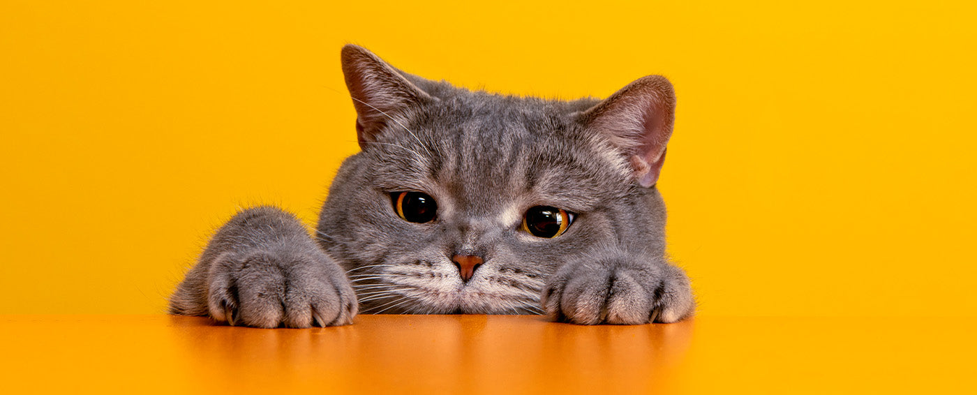 Reducing Stress in Pets banner
