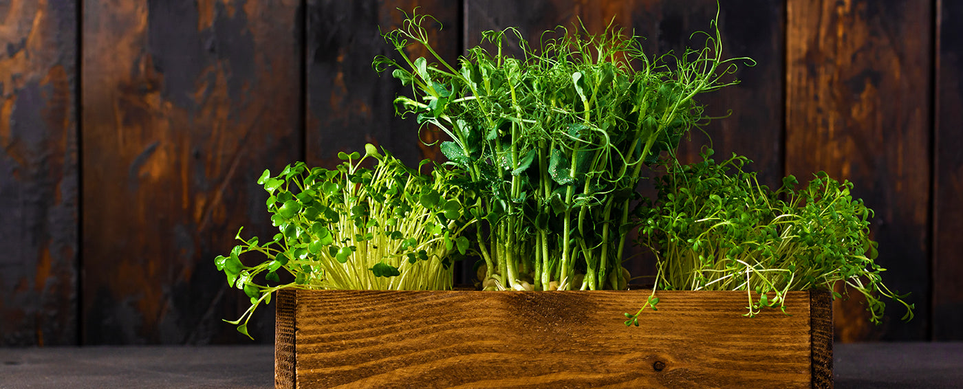 Growing and Using Microgreens article banner