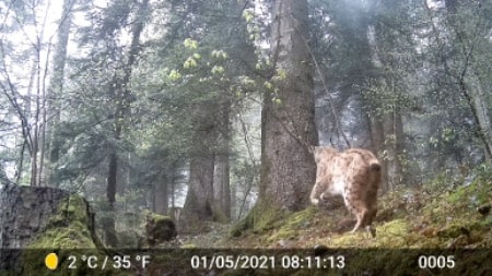 observation lynx boréal France caméra à détection mouvement piège photographique Blaze Video