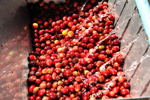 Red coffee cherries are heaped in a crate while clear water runs over them