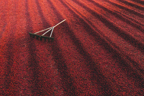 A blanket of red coffee cherries stretches in neat rows, filling the frame of vision. A rake lies across them.