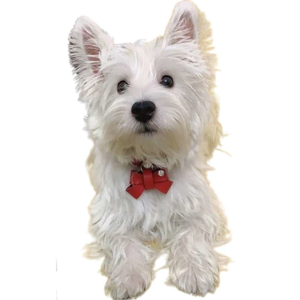 Pet Collar with Bow Tie Luxury Designer Dog Cat Collars - China Dog Collar  and LED Collar price