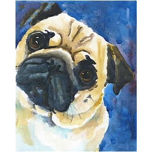 Paint by Numbers Kit for Adults Framed Canvas 40x50cm Little Pug 