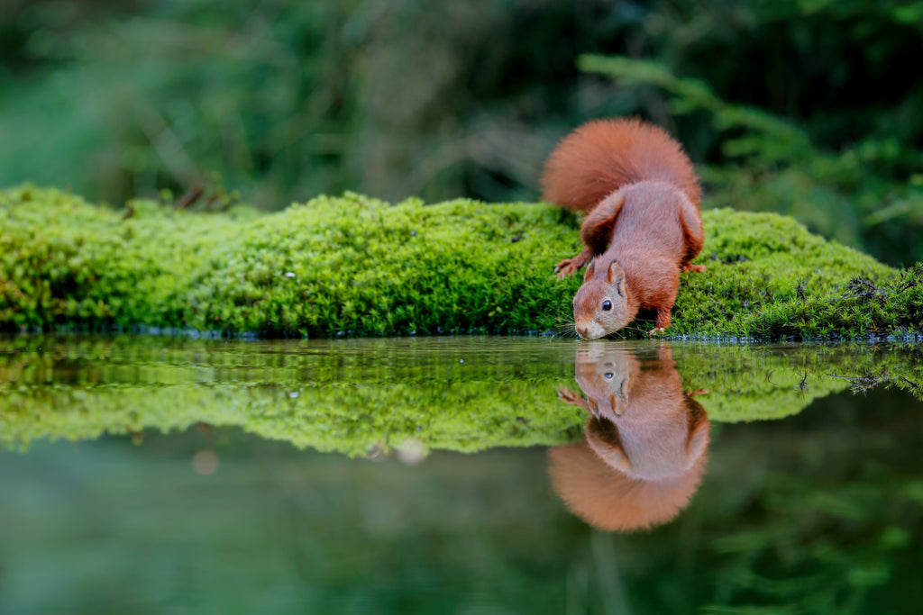 EIchhörnchen Wasser Steckbrief