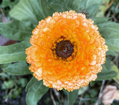 Calendula