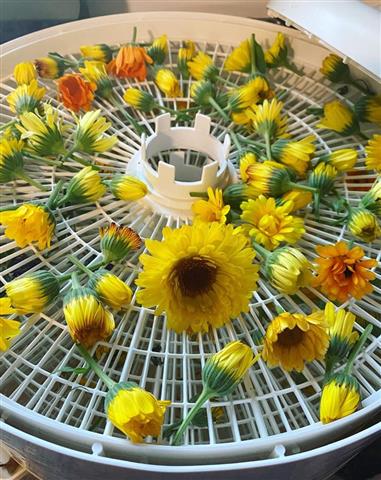 Calendula Flowers in dehydrator