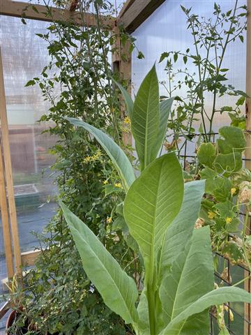 Growing Tobacco and Tomatoes in the Greenhouse