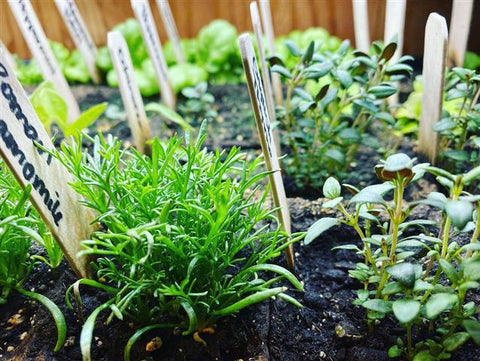 Organic Herb Seedlings