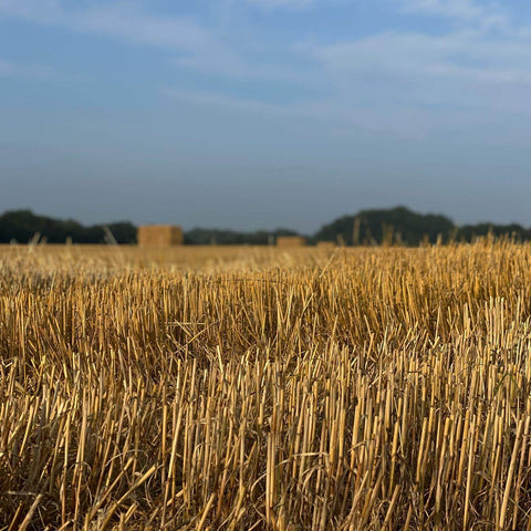 Picture of corn fields