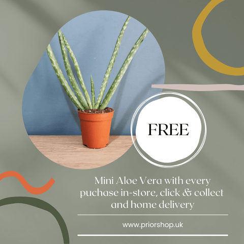 Advert for a Free Aloe Vera plant with every in-store purchase