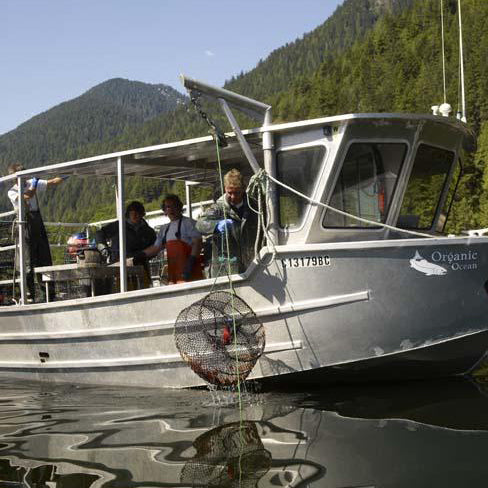 Fishing for Spot Prawns near Vancouver