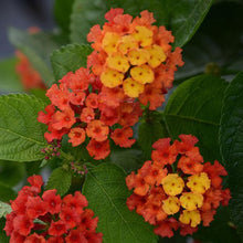 Load image into Gallery viewer, Lantana - Bloomify

