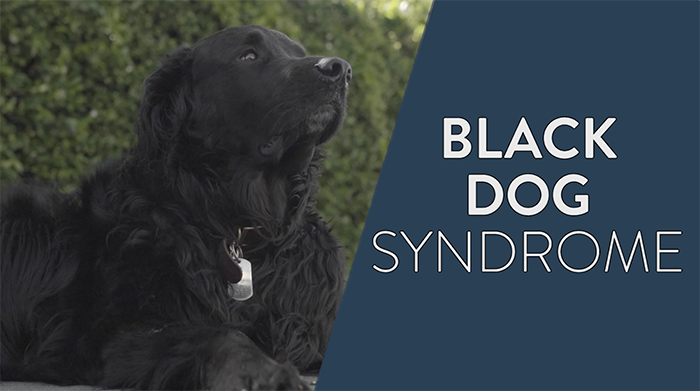 black dog syndrome is it real
